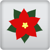 poinsettia poinsettia
