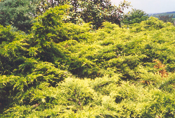 Golden Pfitzer Juniper (Juniperus x media 'Pfitzeriana Aurea') at Family Tree Nursery