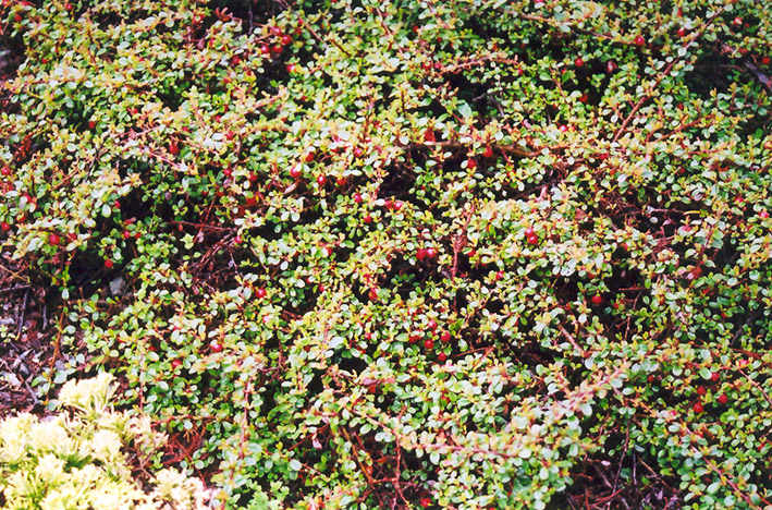 Streib's Findling Cotoneaster (Cotoneaster dammeri 'Streib's Findling') at Family Tree Nursery