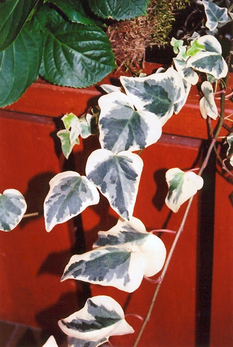 Variegated English Ivy (Hedera helix 'Variegata') at Family Tree Nursery