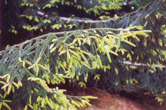 Click to view a full-size photo of Golden Oriental Spruce (Picea orientalis 'Aurea') at Family Tree Nursery Golden Oriental Spruce (Picea orientalis 'Aurea') at Family Tree Nursery