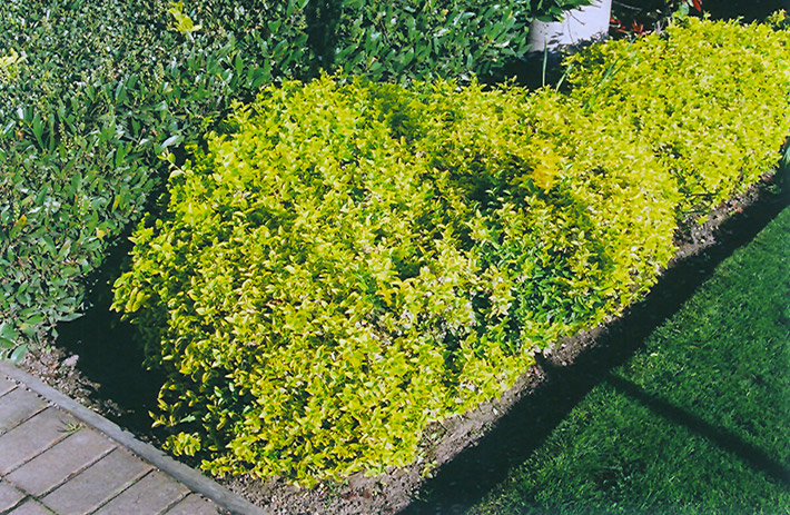 Gold Prince Wintercreeper (Euonymus fortunei 'Gold Prince') at Family Tree Nursery