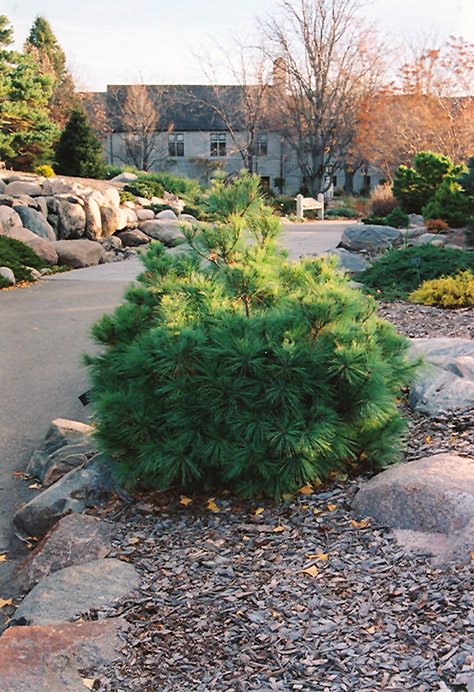 Coney Island White Pine (Pinus strobus 'Coney Island') at Family Tree Nursery