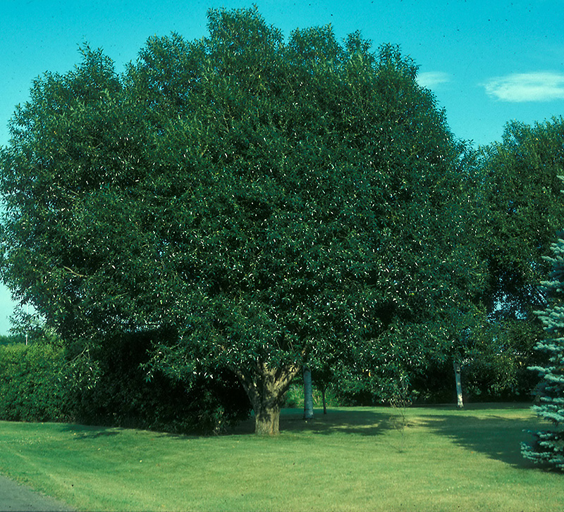 Click to view a full-size photo of Prairie Reflection Willow (Salix pentandra 'Silver Lake') at Family Tree Nursery Prairie Reflection Willow (Salix pentandra 'Silver Lake') at Family Tree Nursery