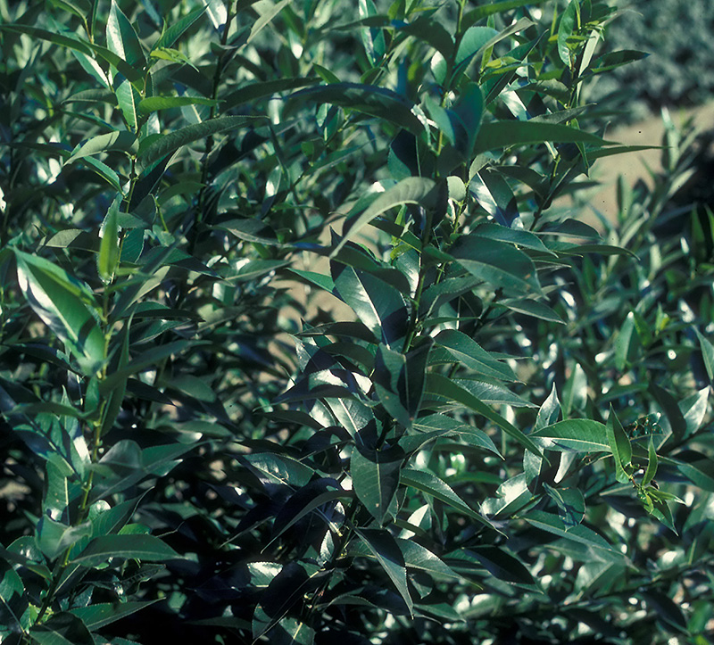 Click to view a full-size photo of Prairie Reflection Willow (Salix pentandra 'Silver Lake') at Family Tree Nursery Prairie Reflection Willow (Salix pentandra 'Silver Lake') at Family Tree Nursery