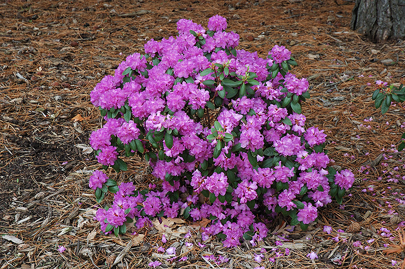 Compact P.J.M. Rhododendron (Rhododendron 'P.J.M. Compact') at Family Tree Nursery