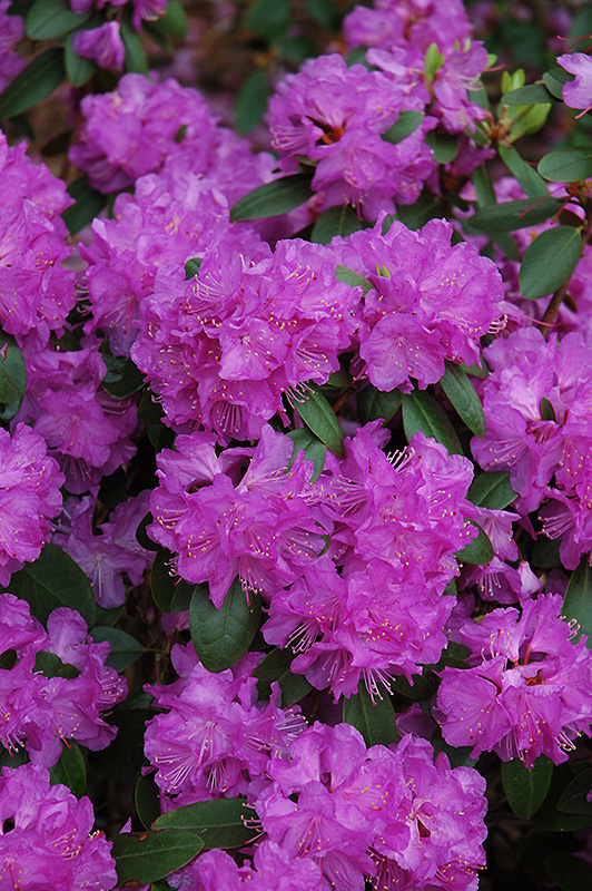Compact P.J.M. Rhododendron (Rhododendron 'P.J.M. Compact') at Family Tree Nursery