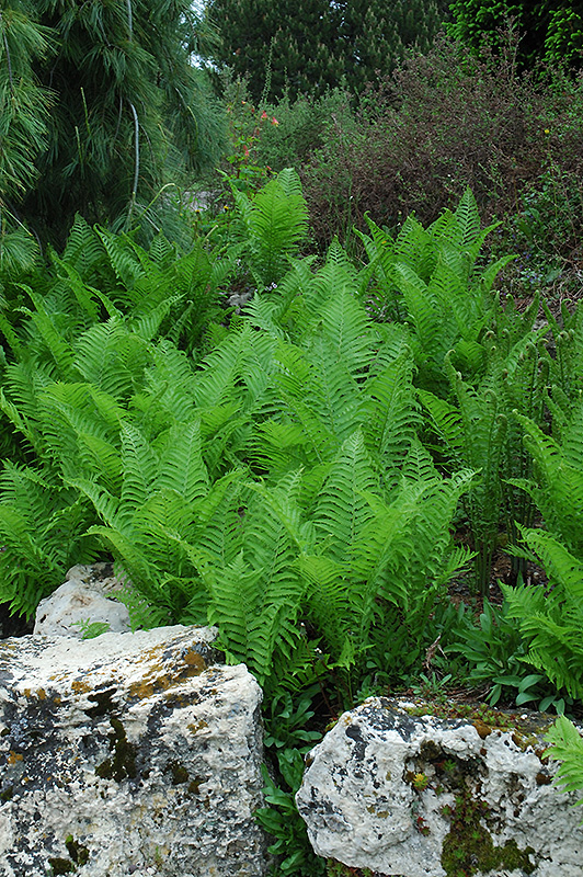 Ostrich Fern (Matteuccia struthiopteris) at Family Tree Nursery