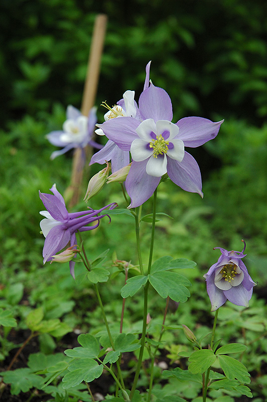 Swan Blue and White Columbine (Aquilegia 'Swan Blue and White') at Family Tree Nursery