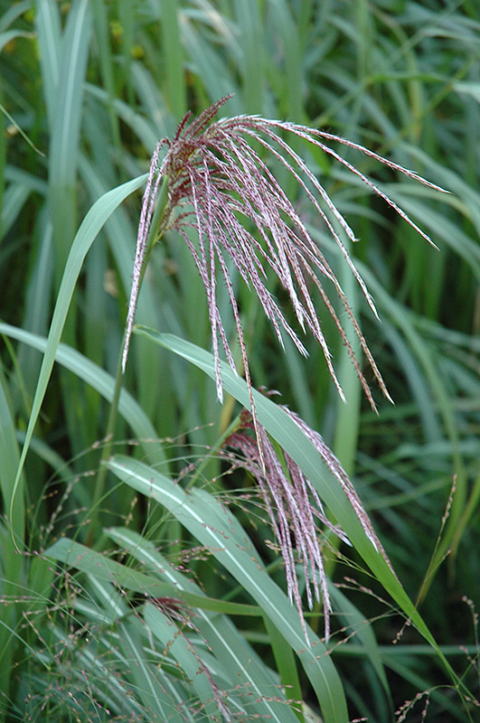 Maiden Grass (Miscanthus sinensis) at Family Tree Nursery