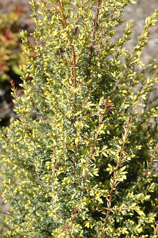 Gold Cone Juniper (Juniperus communis 'Gold Cone') at Family Tree Nursery