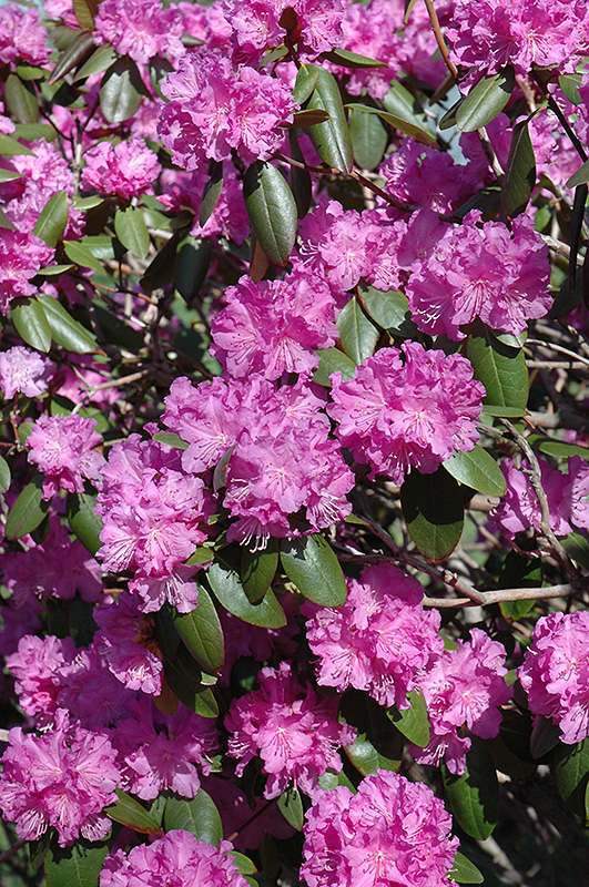 P.J.M. Rhododendron (Rhododendron 'P.J.M.') at Family Tree Nursery