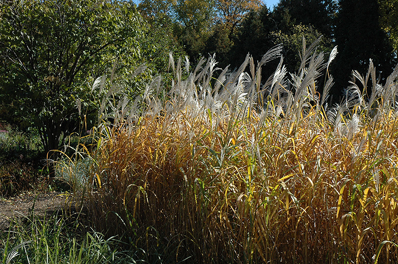 Maiden Grass (Miscanthus sinensis) at Family Tree Nursery
