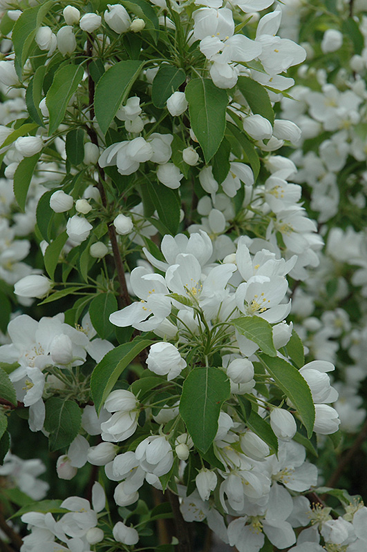 Click to view a full-size photo of Spring Snow Flowering Crab (Malus 'Spring Snow') at Family Tree Nursery Spring Snow Flowering Crab (Malus 'Spring Snow') at Family Tree Nursery