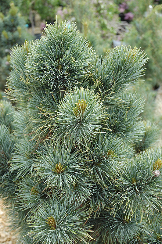 Click to view a full-size photo of Blue Mound Swiss Stone Pine (Pinus cembra 'Blue Mound') at Family Tree Nursery Blue Mound Swiss Stone Pine (Pinus cembra 'Blue Mound') at Family Tree Nursery