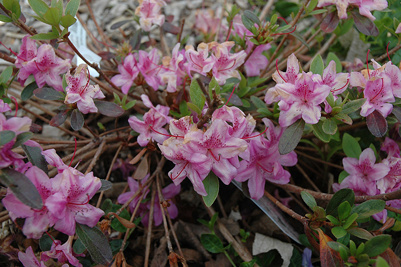 Compact Korean Azalea (Rhododendron yedoense 'Poukhanense Compacta') at Family Tree Nursery