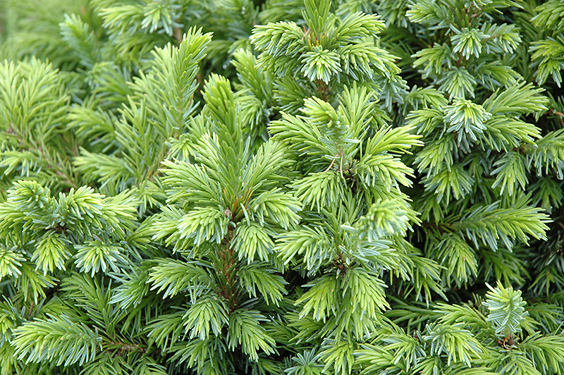 Dwarf Serbian Spruce (Picea omorika 'Nana') at Family Tree Nursery