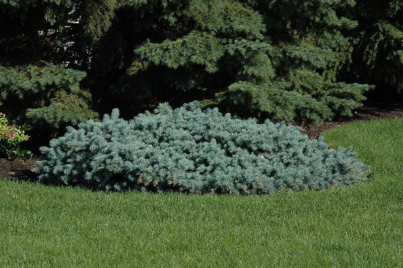 St. Mary's Broom Creeping Blue Spruce (Picea pungens 'St. Mary's Broom') at Family Tree Nursery
