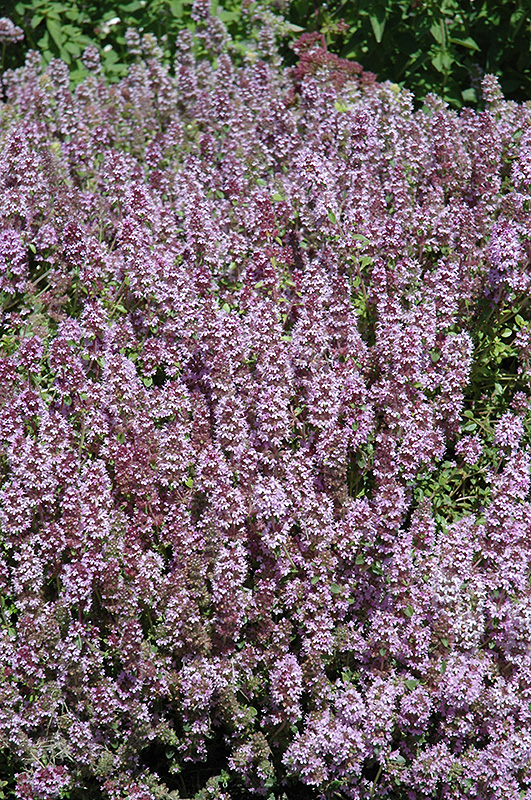 Mother-of-Thyme (Thymus praecox) at Family Tree Nursery