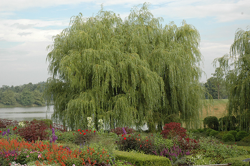 Weeping Willow  Star Nursery Garden and Rock Centers