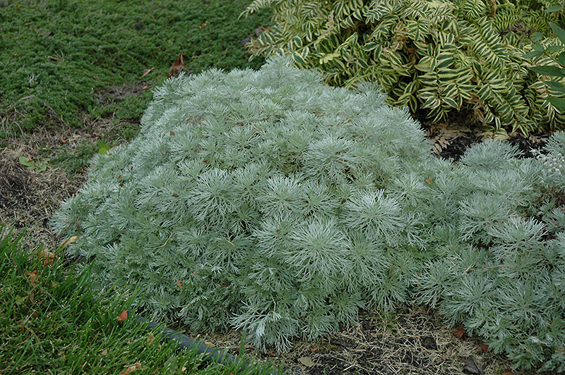 Silver Mound Artemesia (Artemisia schmidtiana 'Silver Mound') at Family Tree Nursery