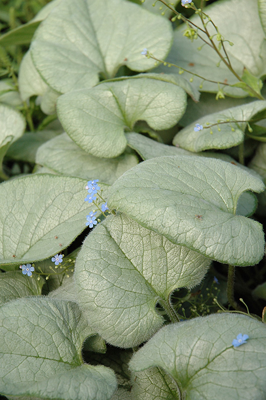 Looking Glass Bugloss (Brunnera macrophylla 'Looking Glass') at Family Tree Nursery