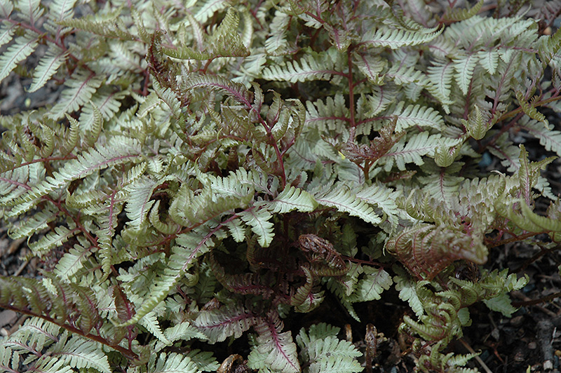 Red Beauty Painted Fern (Athyrium nipponicum 'Red Beauty') at Family Tree Nursery