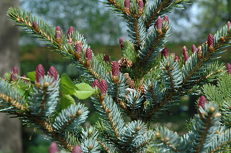 Howell's Dwarf Tigertail Spruce (Picea bicolor 'Howell's Dwarf Tigertail') at Family Tree Nursery