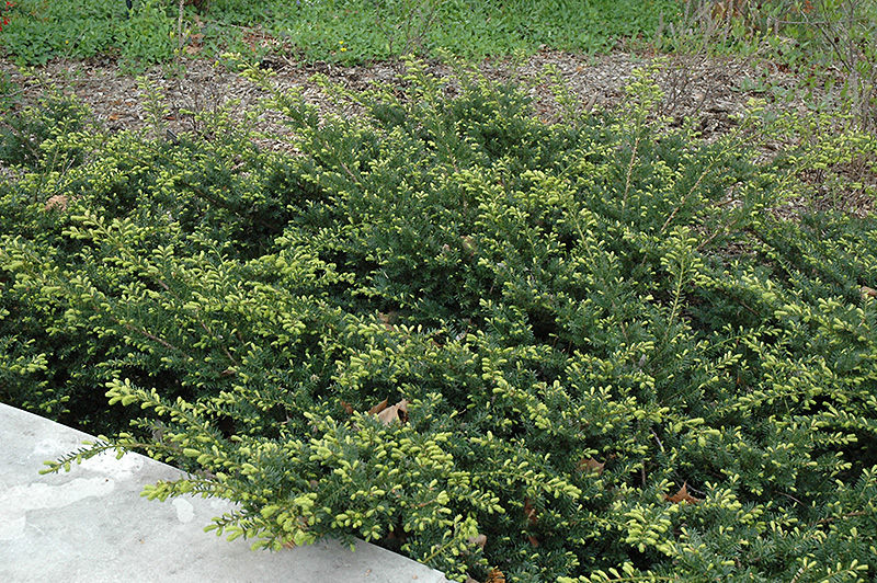 Everlow Yew (Taxus x media 'Everlow') at Family Tree Nursery