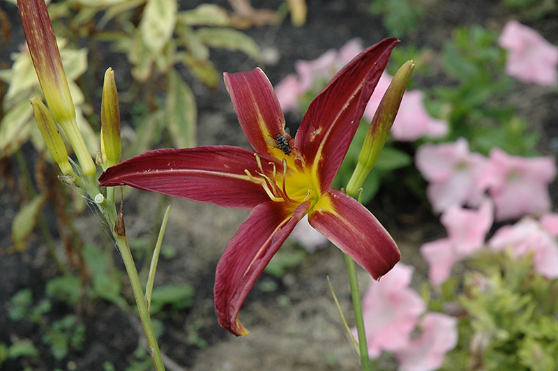 Dark Star Daylily Hemerocallis Dark Star In Kansas City Overland