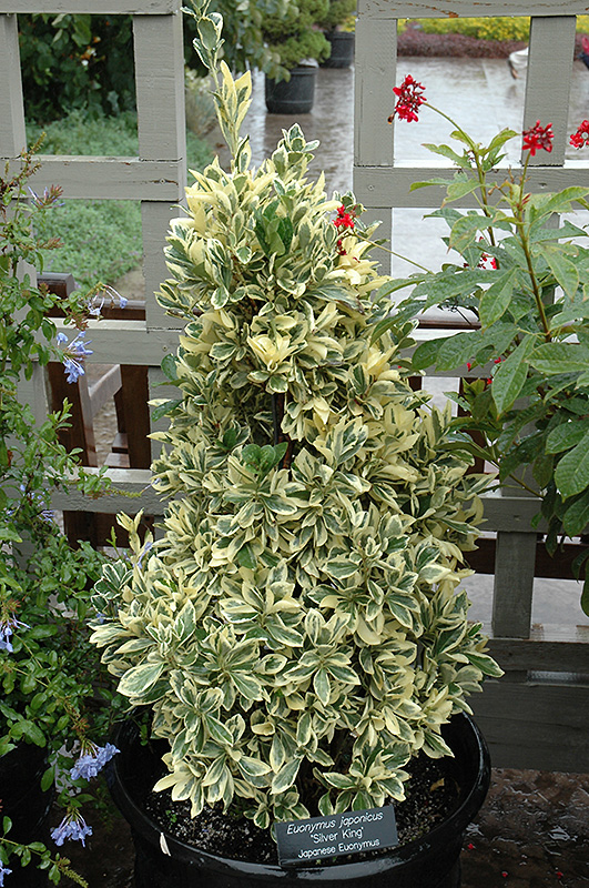 Silver King Euonymus (Euonymus japonicus 'Silver King') at Family Tree Nursery