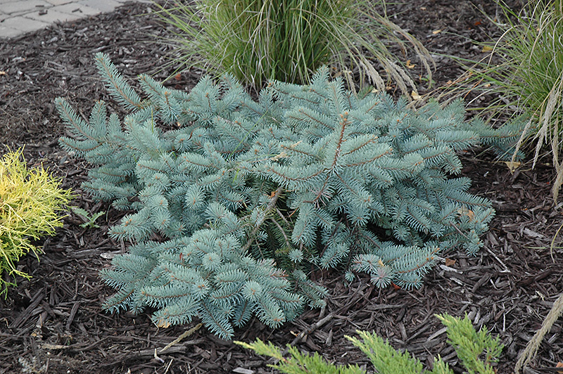 Procumbens Spruce (Picea pungens 'Procumbens') at Family Tree Nursery