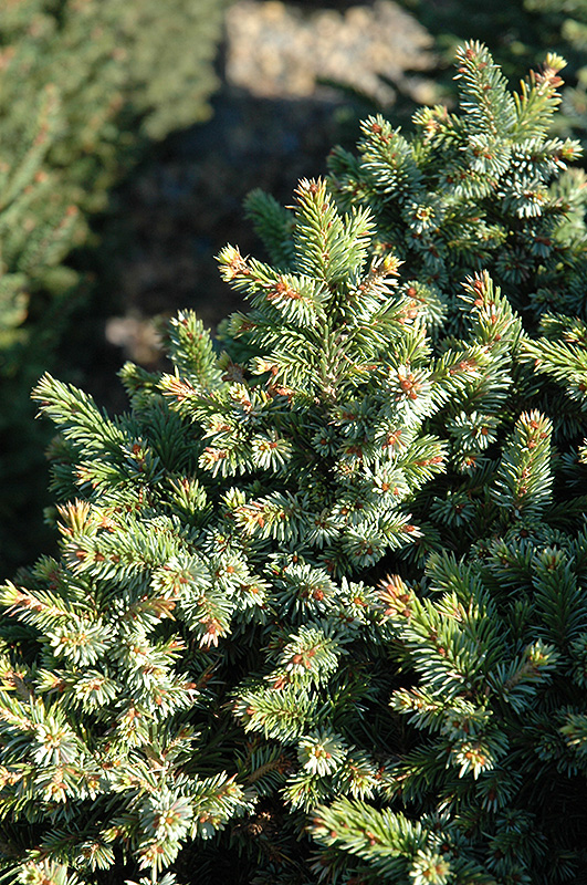 Pimoko Spruce (Picea omorika 'Pimoko') at Family Tree Nursery