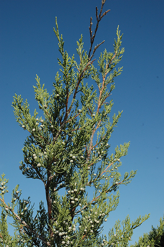 Hetz Columnar Juniper (Juniperus chinensis 'Hetz Columnar') at Family Tree Nursery