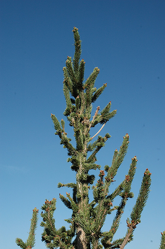 Hillside Upright Spruce (Picea abies 'Hillside Upright') at Family Tree Nursery