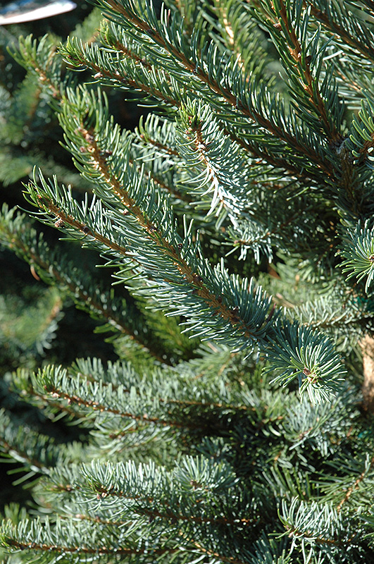 Bruns Spruce (Picea omorika 'Bruns') at Family Tree Nursery