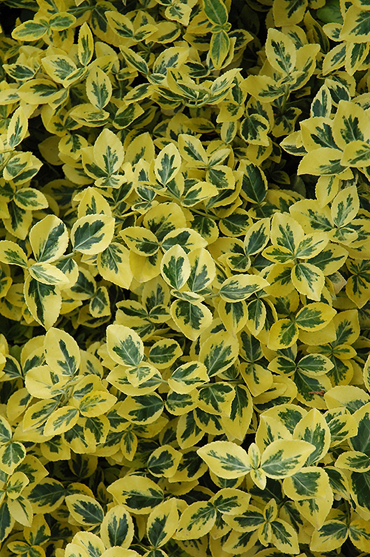 Emerald 'n' Gold Wintercreeper (Euonymus fortunei 'Emerald 'n' Gold') at Family Tree Nursery