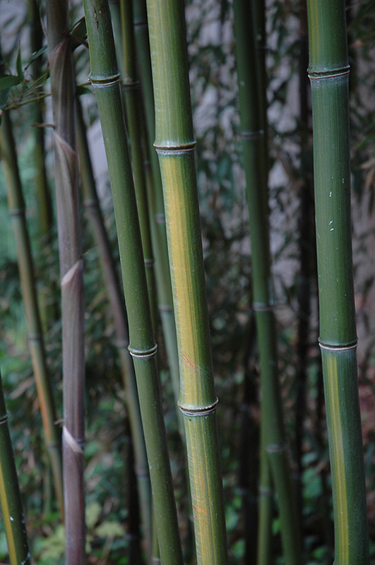Yellow Grove Bamboo (Phyllostachys aureosulcata) at Family Tree Nursery