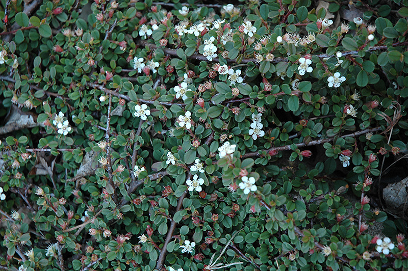 Streib's Findling Cotoneaster (Cotoneaster dammeri 'Streib's Findling') at Family Tree Nursery