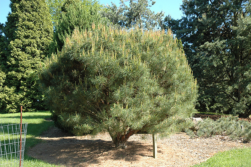 Click to view a full-size photo of Compact Japanese Umbrella Pine (Pinus densiflora 'Umbraculifera Compacta') at Family Tree Nursery Compact Japanese Umbrella Pine (Pinus densiflora 'Umbraculifera Compacta') at Family Tree Nursery