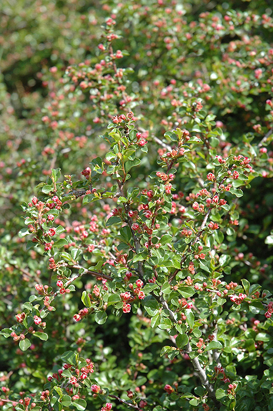 Cranberry Cotoneaster (Cotoneaster apiculatus) at Family Tree Nursery