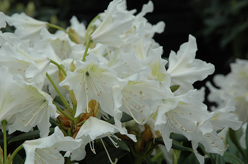 Cunningham White Rhododendron (Rhododendron 'Cunningham White') at Family Tree Nursery