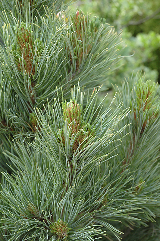 Blue Swiss Stone Pine (Pinus cembra 'Glauca') at Family Tree Nursery
