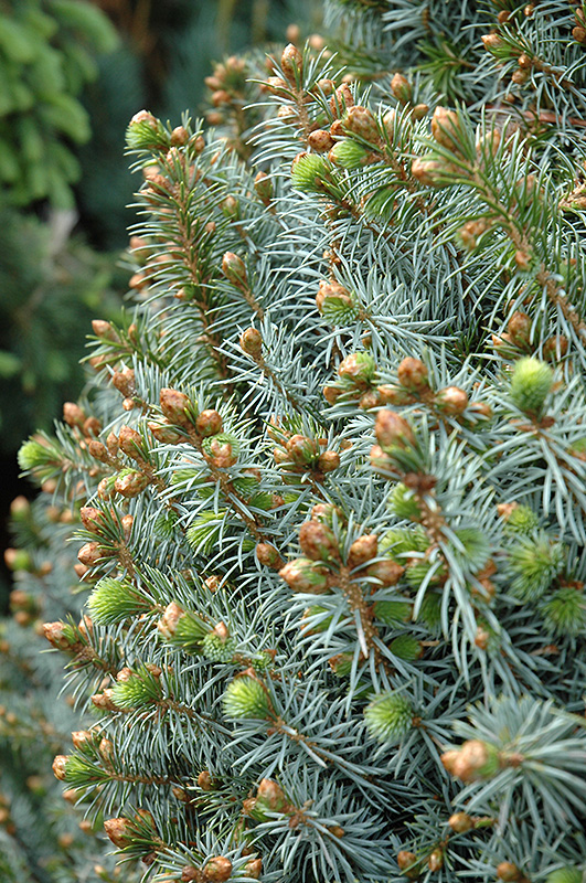 Papoose Dwarf Sitka Spruce (Picea sitchensis 'Papoose') at Family Tree Nursery