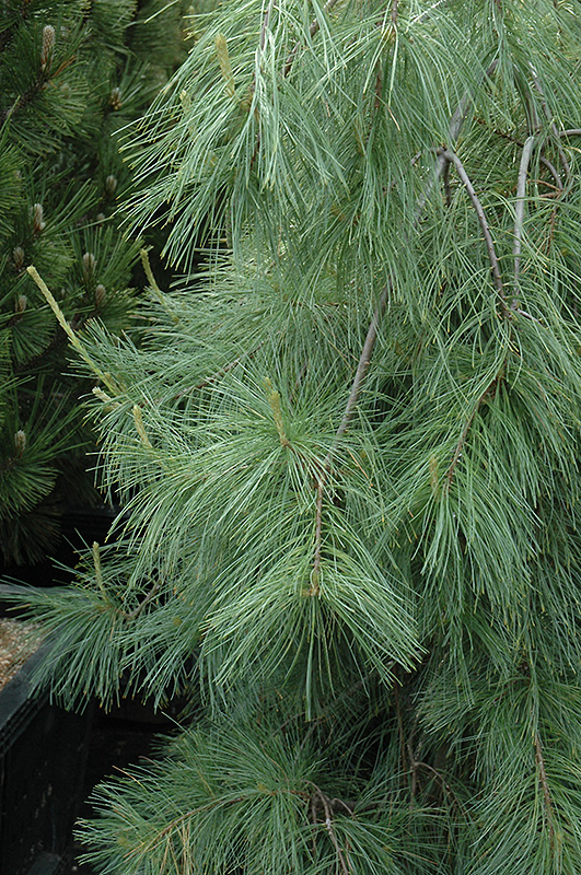 Weeping White Pine (Pinus strobus 'Pendula') at Family Tree Nursery