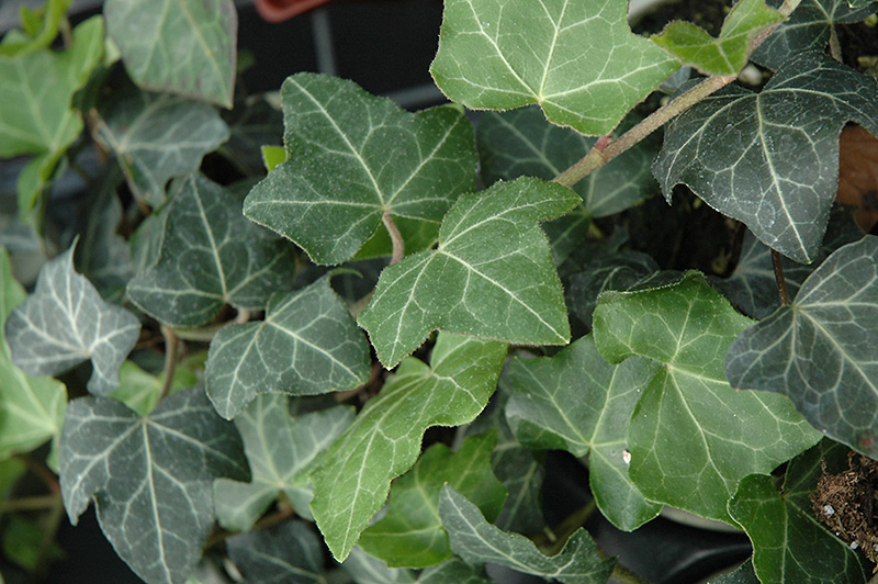Baltic Ivy (Hedera helix 'Baltica') at Family Tree Nursery