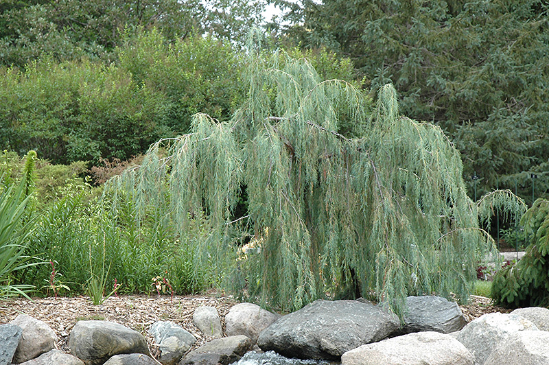 Tolleson's Weeping Juniper (Juniperus scopulorum 'Tolleson's Weeping') at Family Tree Nursery