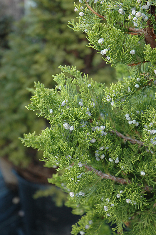 Hollywood Juniper (Juniperus chinensis 'Torulosa') at Family Tree Nursery