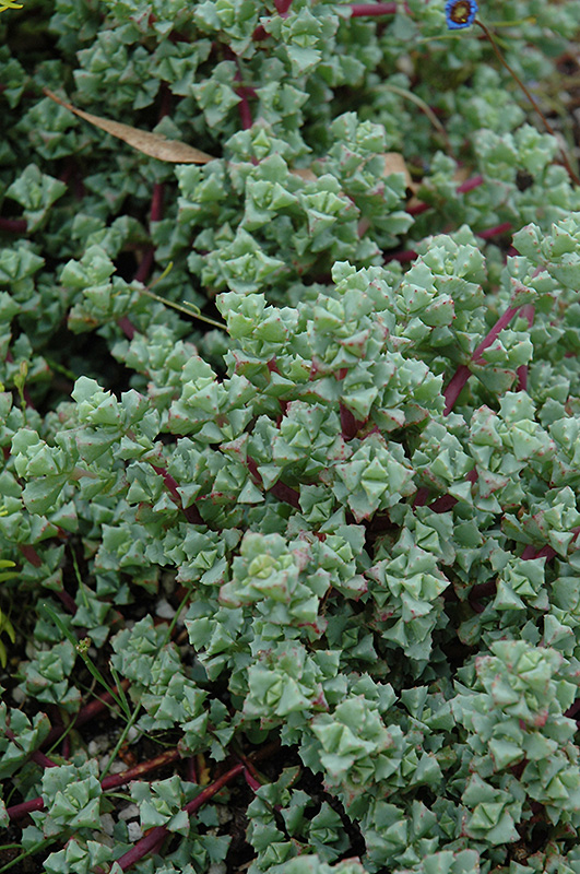 Pink Iceplant (Oscularia deltoides) at Family Tree Nursery
