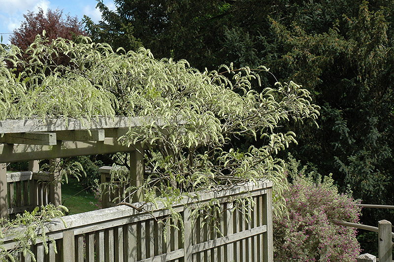 Click to view a full-size photo of Shiro Kapitan Silky Wisteria (Wisteria brachybotrys 'Shiro Kapitan') at Family Tree Nursery Shiro Kapitan Silky Wisteria (Wisteria brachybotrys 'Shiro Kapitan') at Family Tree Nursery